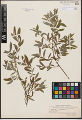 Salix aurita L. x Salix rosmarinifolia L.